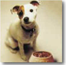 wpe1.jpg (5603 bytes)