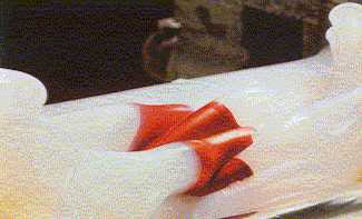 gs_01.jpg (9158 bytes)